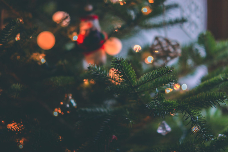 Christmas on a Budget: How to Find Cheap Trees